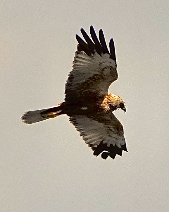 marsh harrier